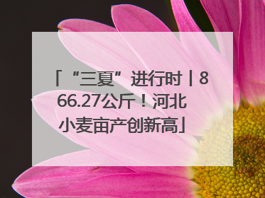 “三夏”进行时丨866.27公斤！河北小麦亩产创新高