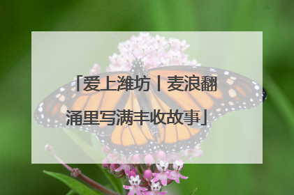 爱上潍坊丨麦浪翻涌里写满丰收故事