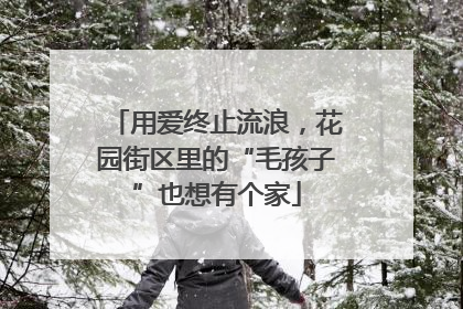 用爱终止流浪，花园街区里的“毛孩子”也想有个家