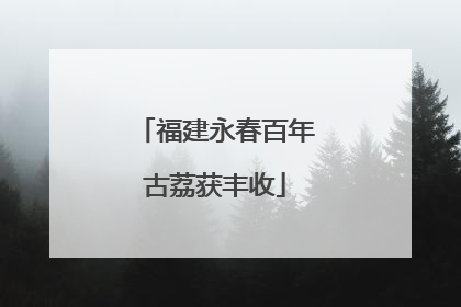 福建永春百年古荔获丰收