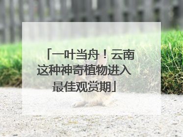 一叶当舟！云南这种神奇植物进入最佳观赏期