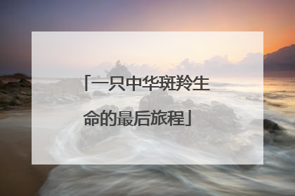 一只中华斑羚生命的最后旅程