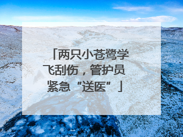 两只小苍鹭学飞刮伤，管护员紧急“送医”