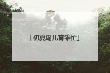 初夏鸟儿育雏忙