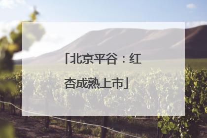 北京平谷：红杏成熟上市