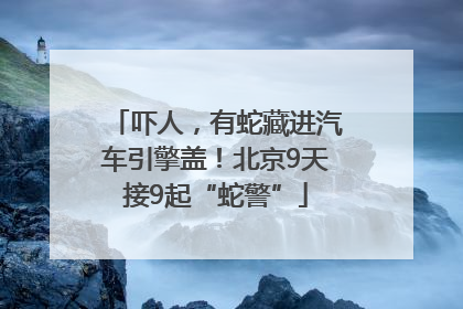 吓人，有蛇藏进汽车引擎盖！北京9天接9起“蛇警”