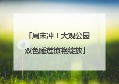周末冲！大观公园双色睡莲惊艳绽放