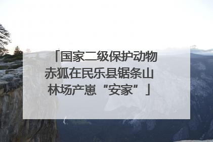国家二级保护动物赤狐在民乐县锯条山林场产崽“安家”