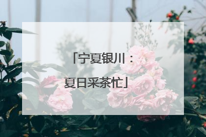 宁夏银川：夏日采茶忙