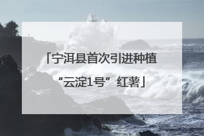宁洱县首次引进种植“云淀1号”红薯