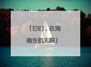 它们，在海南生机无限