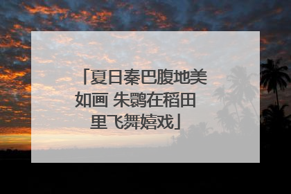 夏日秦巴腹地美如画 朱鹮在稻田里飞舞嬉戏