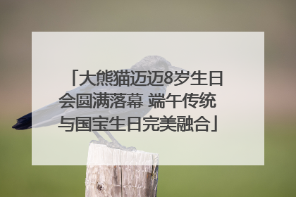 大熊猫迈迈8岁生日会圆满落幕 端午传统与国宝生日完美融合