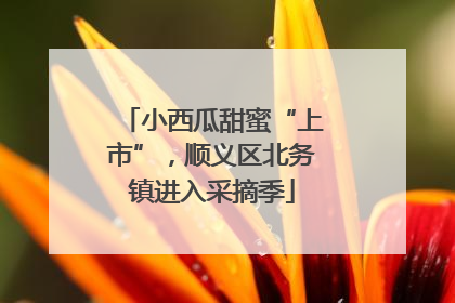 小西瓜甜蜜“上市”，顺义区北务镇进入采摘季