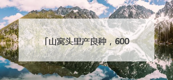 山窝头里产良种，600多亩地增收近20万元