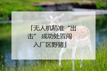 无人机精准“出击” 成功处置闯入厂区野猪
