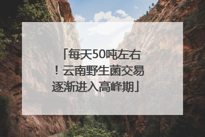 每天50吨左右！云南野生菌交易逐渐进入高峰期