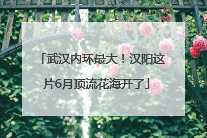 武汉内环最大！汉阳这片6月顶流花海开了