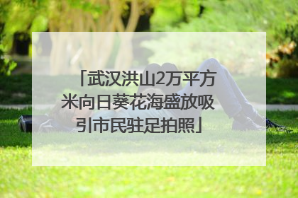 武汉洪山2万平方米向日葵花海盛放吸引市民驻足拍照