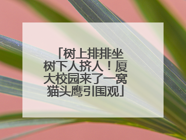 树上排排坐 树下人挤人！厦大校园来了一窝猫头鹰引围观