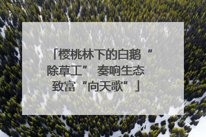 樱桃林下的白鹅“除草工” 奏响生态致富“向天歌”