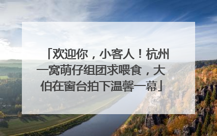 欢迎你，小客人！杭州一窝萌仔组团求喂食，大伯在窗台拍下温馨一幕