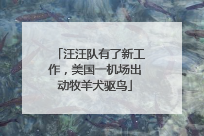 汪汪队有了新工作，美国一机场出动牧羊犬驱鸟