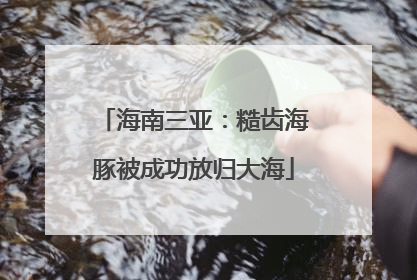 海南三亚：糙齿海豚被成功放归大海