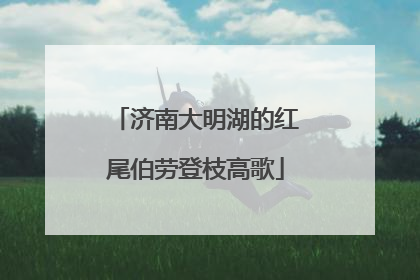 济南大明湖的红尾伯劳登枝高歌