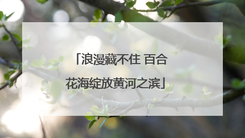 浪漫藏不住 百合花海绽放黄河之滨