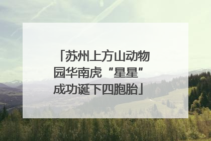 苏州上方山动物园华南虎“星星”成功诞下四胞胎