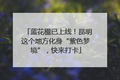 蓝花楹已上线！昆明这个地方化身“紫色梦境”，快来打卡