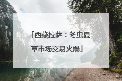 西藏拉萨：冬虫夏草市场交易火爆