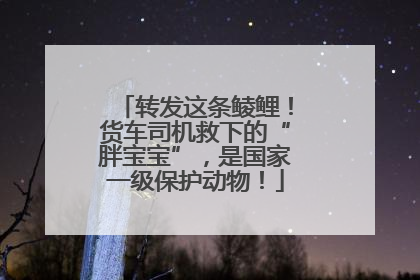 转发这条鲮鲤！货车司机救下的“胖宝宝”，是国家一级保护动物！