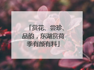 赏花、尝珍、品韵，东湖赏荷季有颜有料