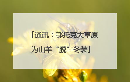 通讯：鄂托克大草原为山羊“脱”冬装