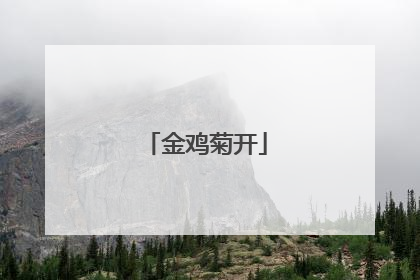 金鸡菊开