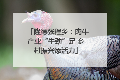 隆德张程乡：肉牛产业“牛劲”足 乡村振兴添活力