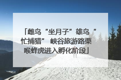 雌鸟“坐月子”雄鸟“忙捕猎” 峡谷旅游路栗喉蜂虎进入孵化阶段