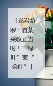 龙岩新罗：夏茶采收正当时！“绿叶”变“金叶”