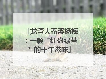 龙湾大岙溪杨梅：一颗“红盘绿蒂”的千年滋味