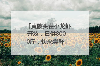 黄陂头茬小龙虾开炫，日供8000斤，快来尝鲜