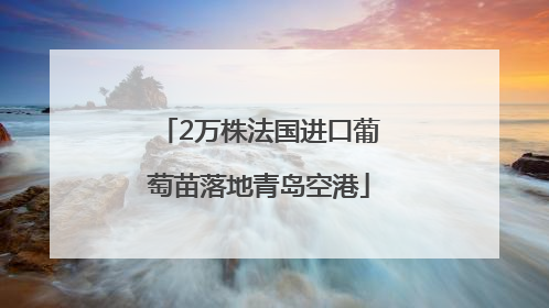 2万株法国进口葡萄苗落地青岛空港